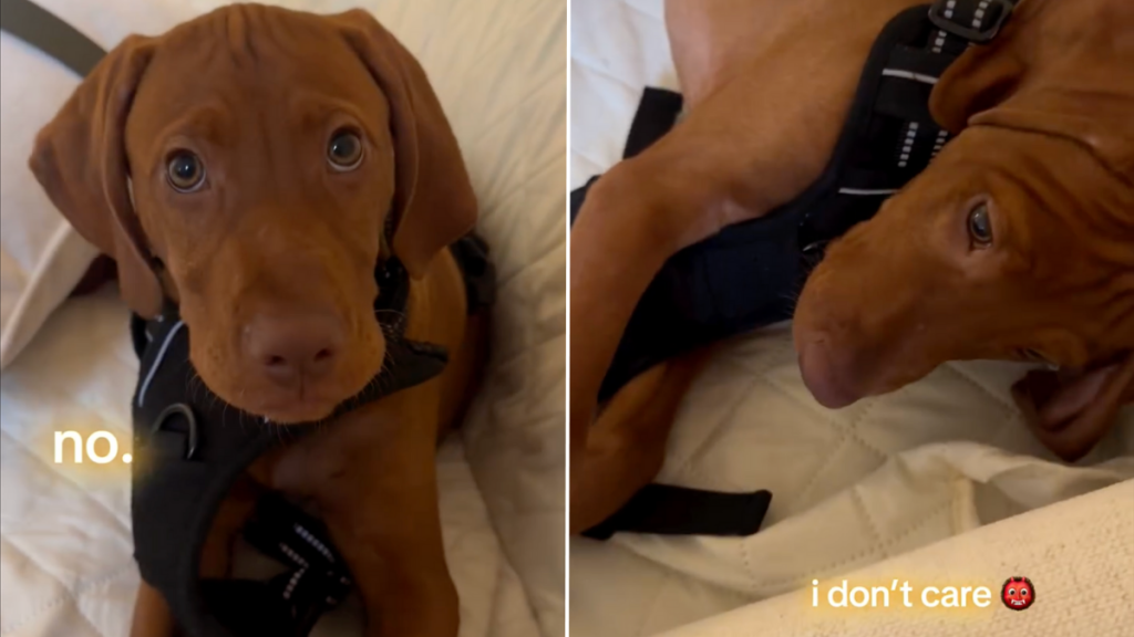 puppy harness video