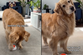 Golden Retriever treats video