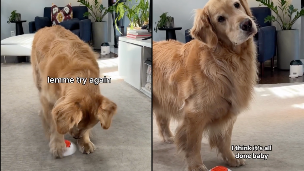 Golden Retriever treats video