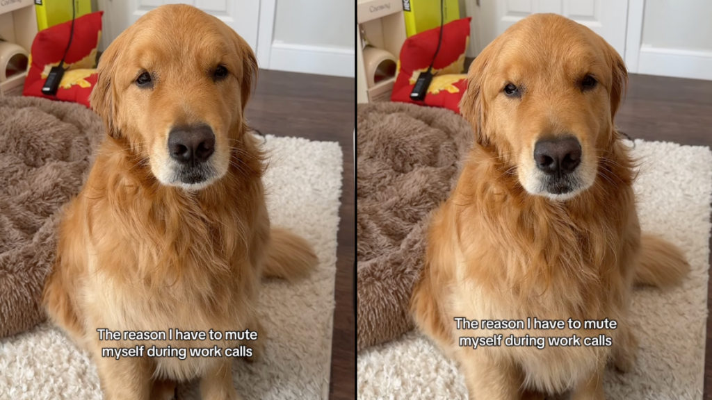 Golden Retriever dog owner video