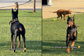 Doberman video