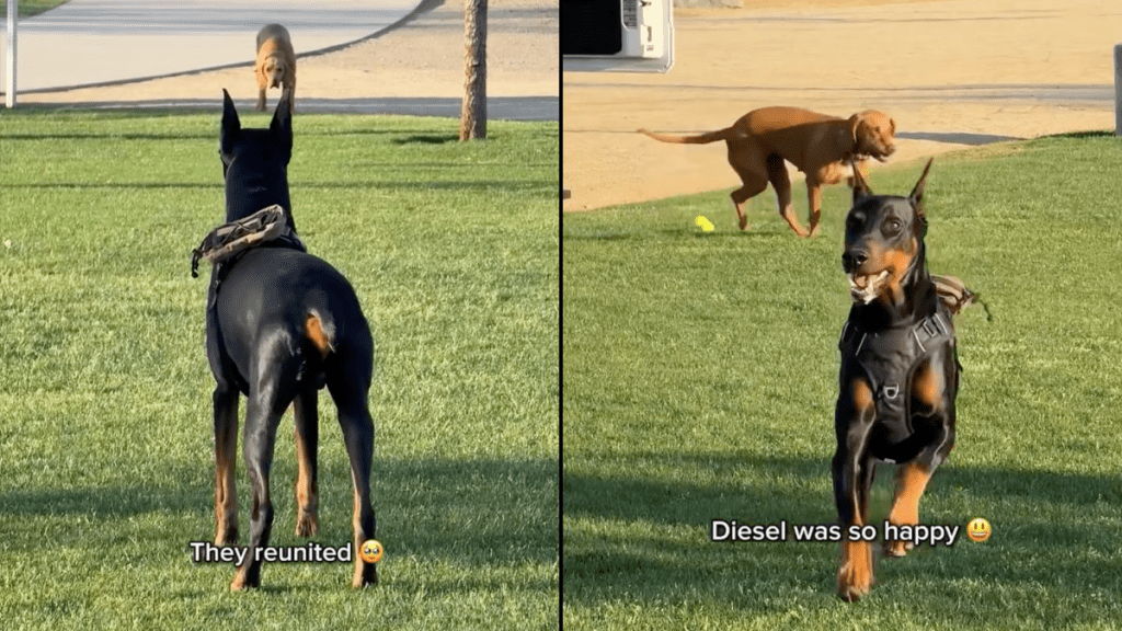 Doberman video