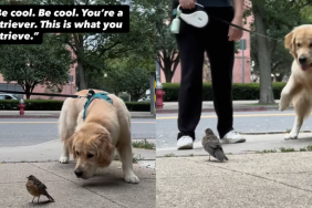Golden Retriever bird video
