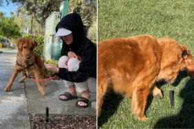 Golden Retriever sprinkler video