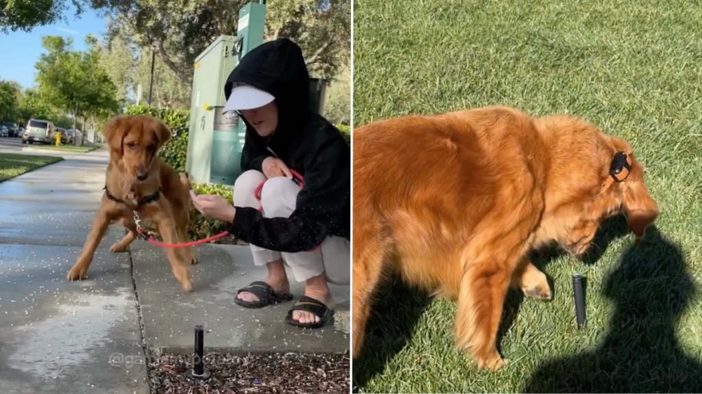 Golden Retriever sprinkler video