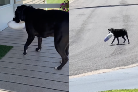 dog neighbor toy video