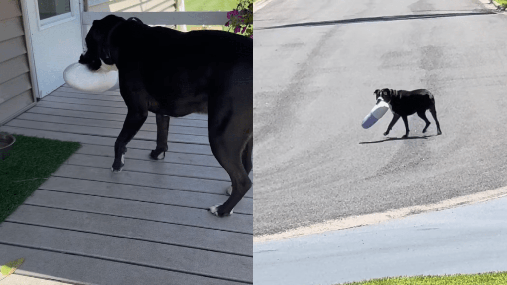 dog neighbor toy video
