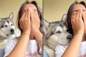 dog owner crying video recation
