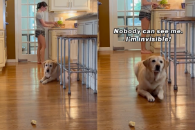 Labrador stealth mode video