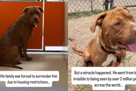 Shelter dog adoption