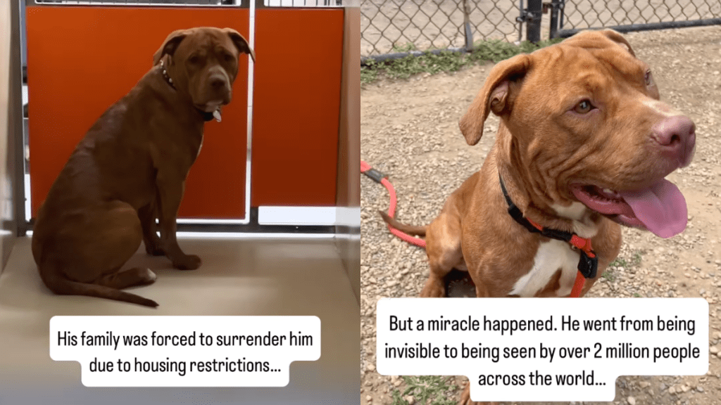 Shelter dog adoption