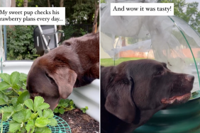Labrador strawberry video