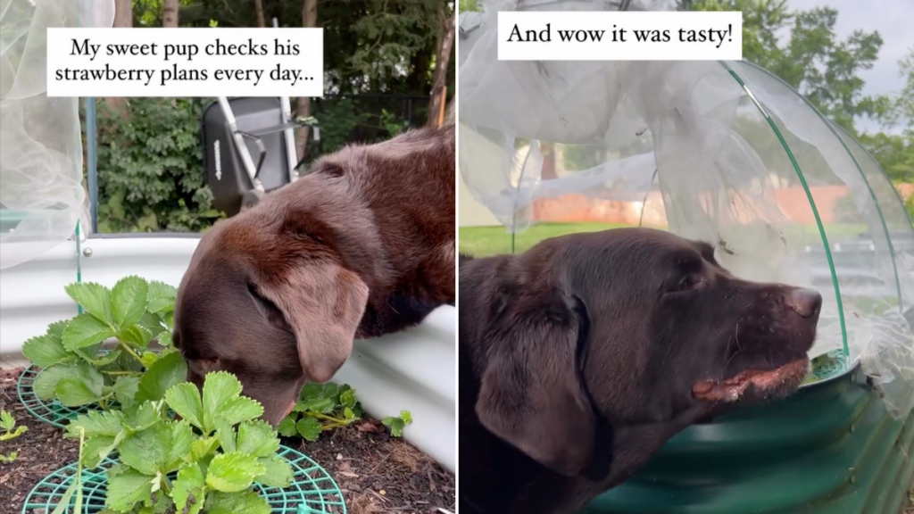 Labrador strawberry video