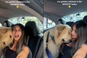 Golden Retriever video