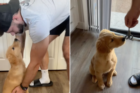 Golden Retriever puppy nail video