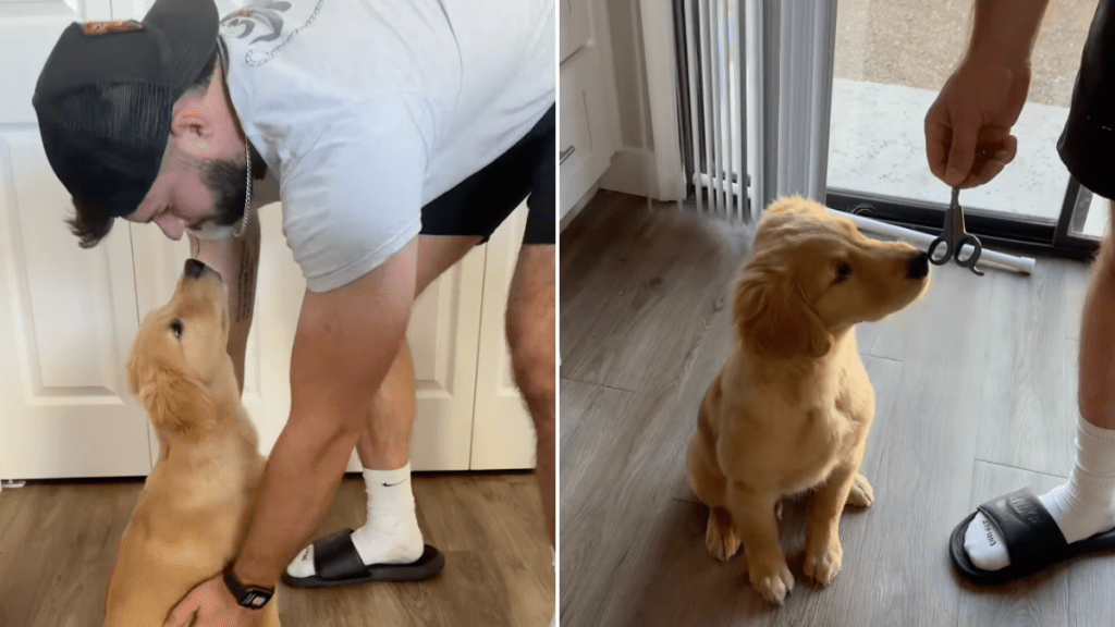 Golden Retriever puppy nail video