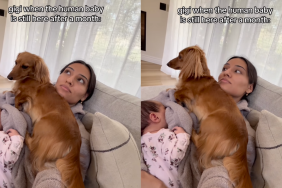 dog attention video
