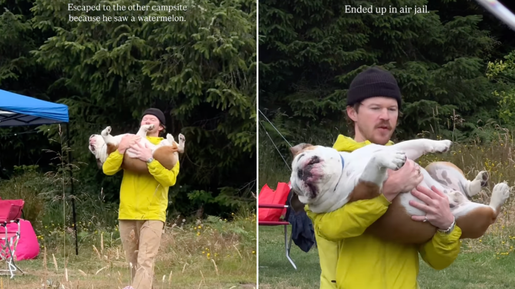 dog watermelon video