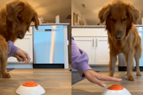 Golden Retriever food dispenser video