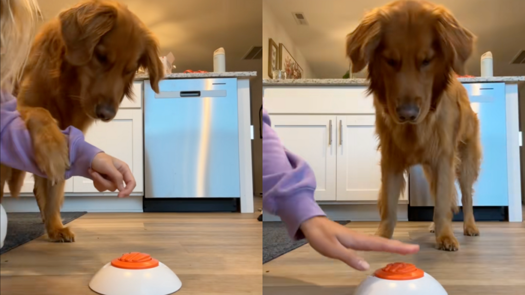 Golden Retriever food dispenser video