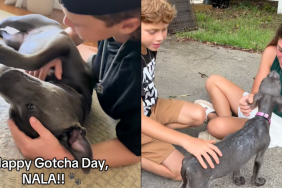 Pitbull adoption anniversary video