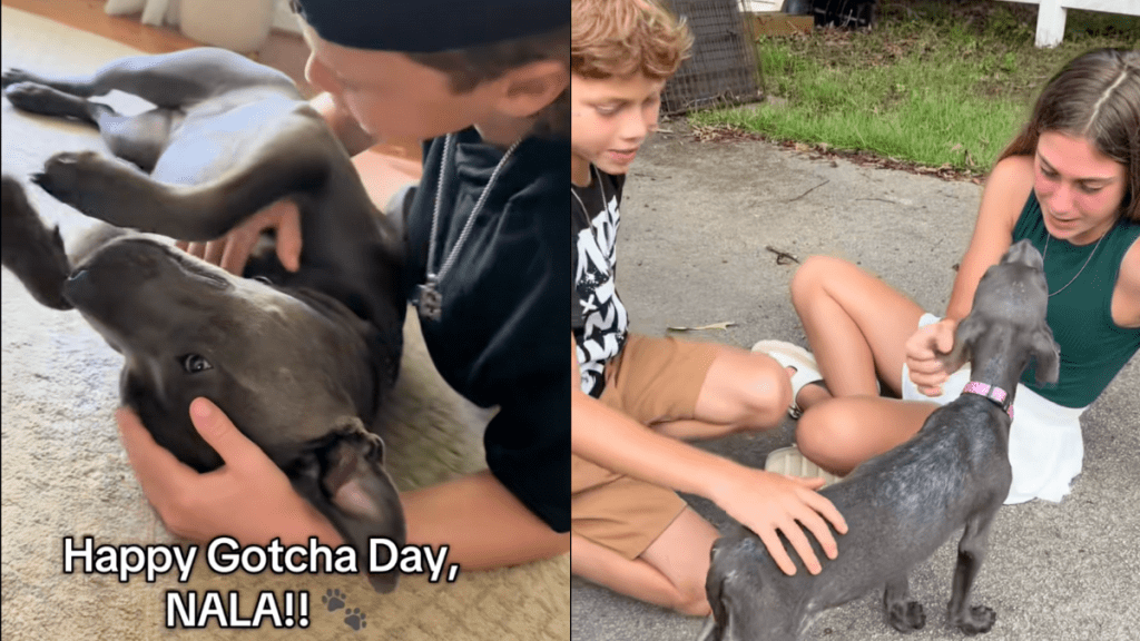 Pitbull adoption anniversary video
