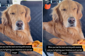 Golden Retriever nap video