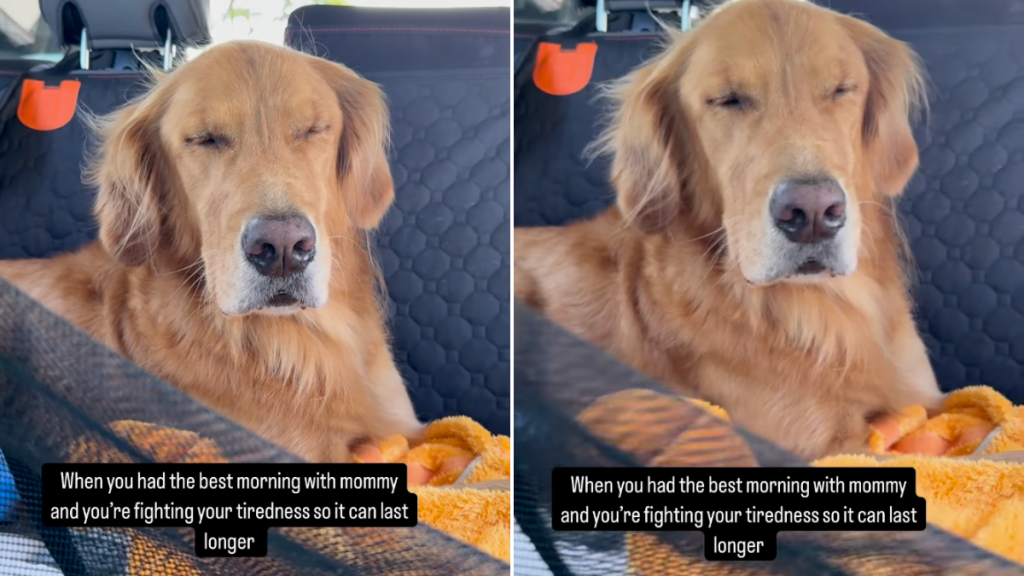 Golden Retriever nap video