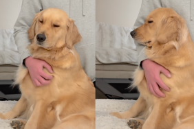 dog scratch video Golden Retriever