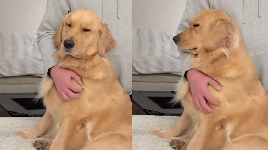 dog scratch video Golden Retriever