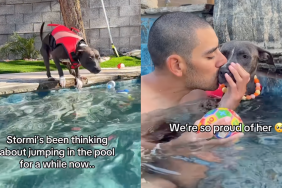 Pitbull pool video