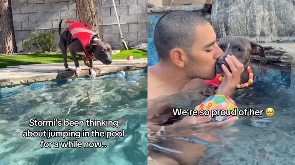 Pitbull pool video