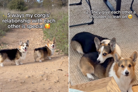 Corgis video