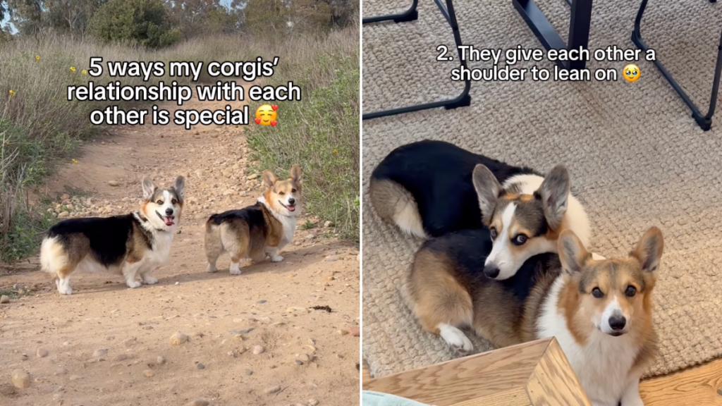 Corgis video