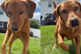 Labrador dancing video