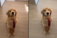 Golden Retriever puppy video