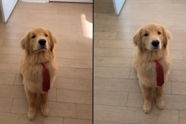 Golden Retriever puppy video
