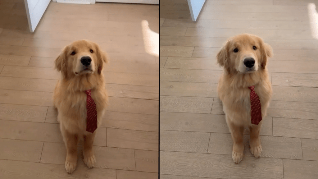 Golden Retriever puppy video