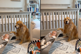 Golden Retriever baby video