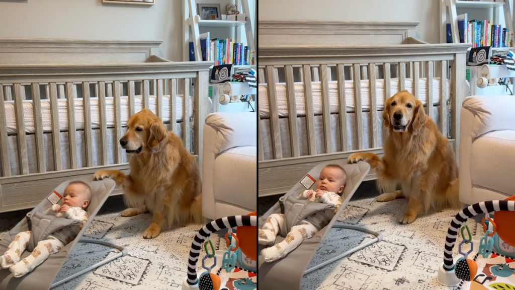 Golden Retriever baby video