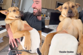 rescue puppy toy video