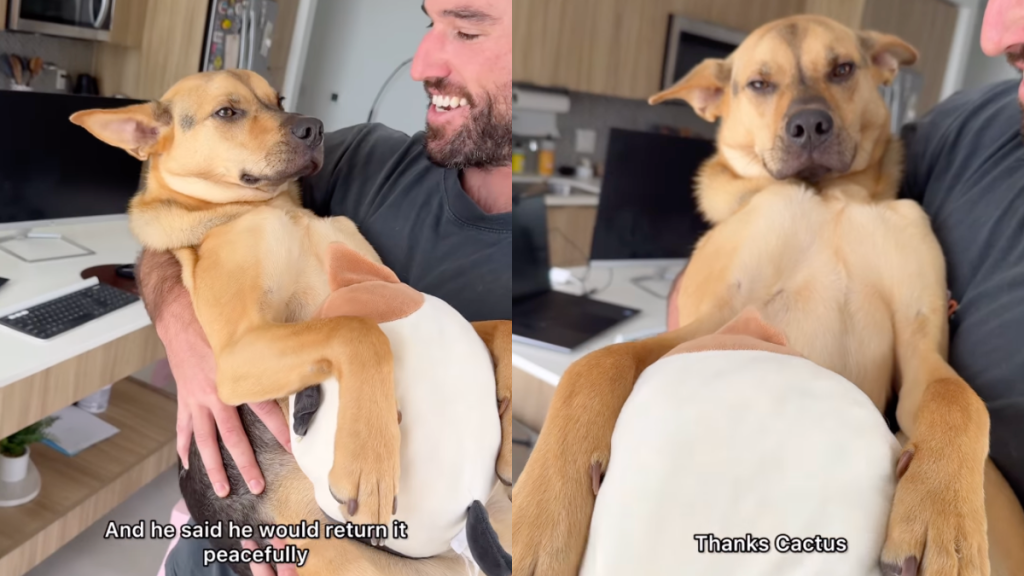 rescue puppy toy video