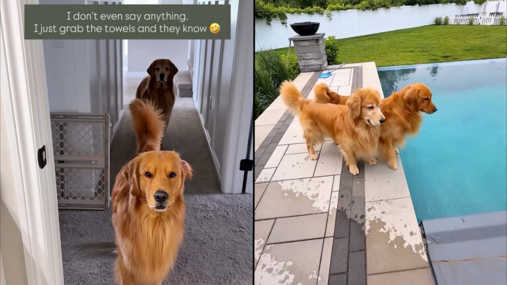 dog swimming video