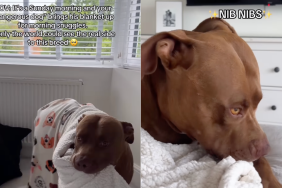 dog snuggle video
