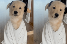 Golden Retriever puppy Dobby video