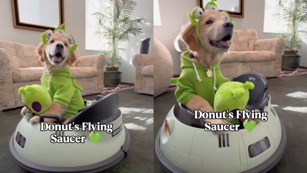 Golden Retriever puppy video