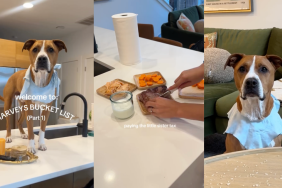 dog cancer bucket list video