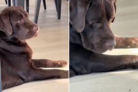 labrador fly video