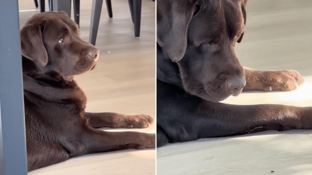 labrador fly video