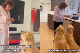grandma Golden Retrievers video